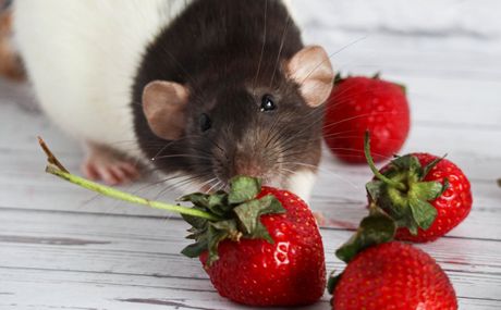 Ishrana glodara voćem i povrćem