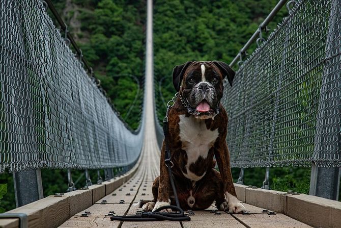 Metode suzbijanja strahova kod psa