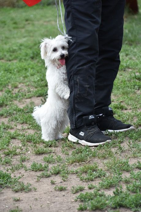 Metode suzbijanja strahova kod psa