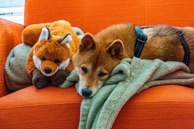 Pas - aktivnosti i zabava u zatvorenom prostoru