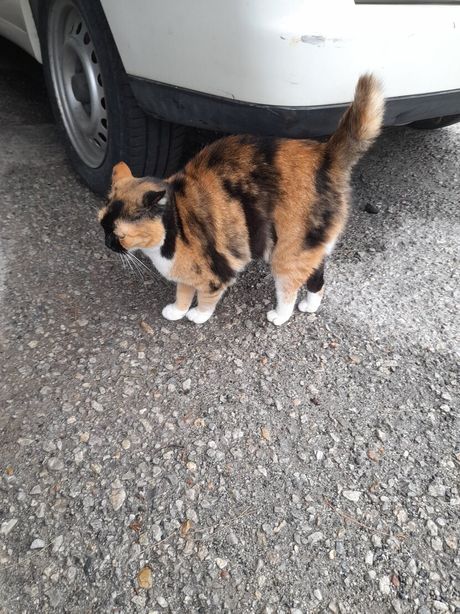 Mačke na ulicama Grčke