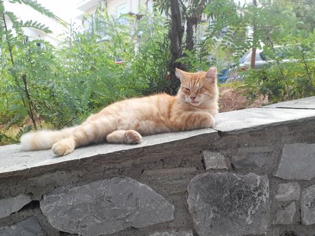 Mačke na ulicama Grčke