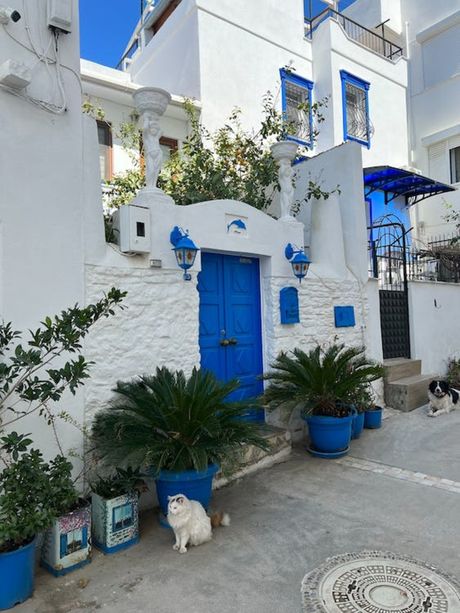 Mačke na ulicama Grčke