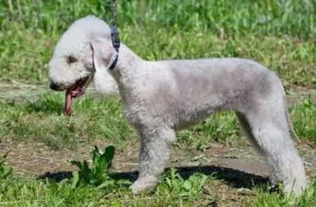 Bedlington terijer