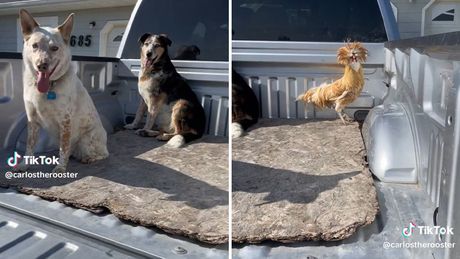 petao koji misli da je pas