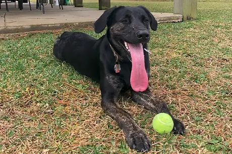 Zoi, pas sa najdužim jezikom na svetu