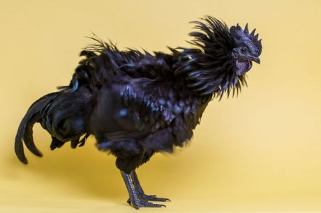 Ajam cemani crna indonežanska živina