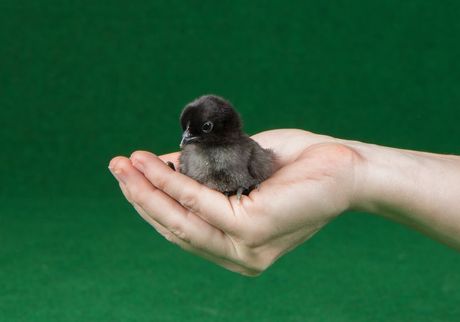 Ajam cemani crna indonežanska živina