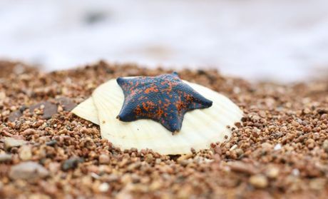 Morske zvezde za akvarijum