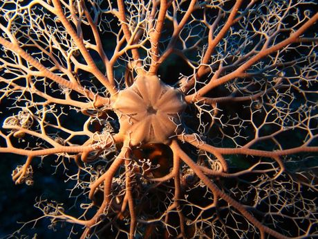 Morske zvezde za akvarijum