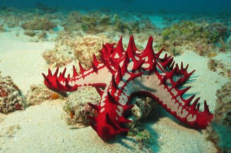 Morske zvezde za akvarijum