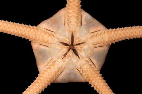 Morske zvezde za akvarijum