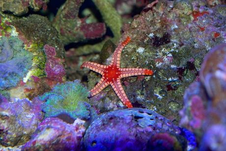 Morske zvezde za akvarijum