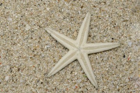 Morske zvezde za akvarijum