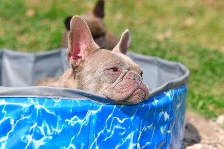 Kako rashladiti psa na vrućini