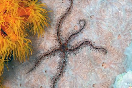 Morske zvezde za akvarijum