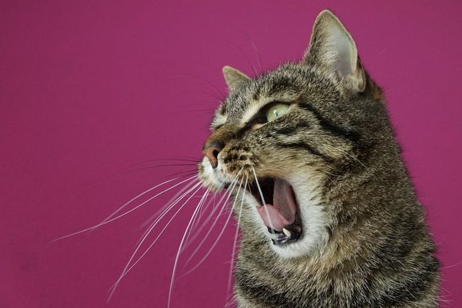 10 najvećih mačijih strahova