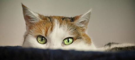 10 najvećih mačijih strahova