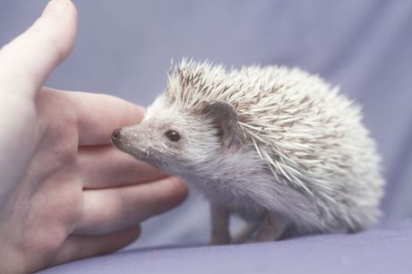 Zašto ježevi plaču