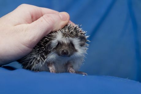 Zašto ježevi plaču