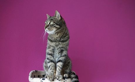 (Pre)vaspitavanje mačke vodom iz sprej boce