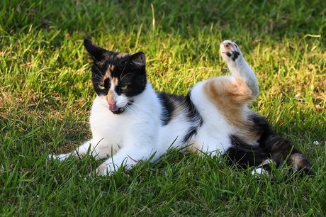 Učestalost velike nužde kod mačaka