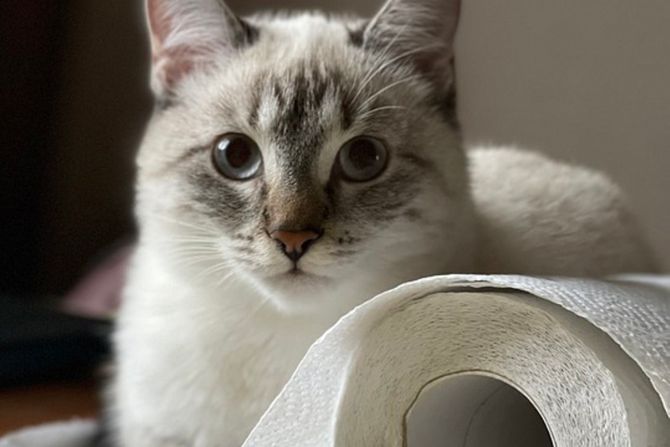 Učestalost velike nužde kod mačaka