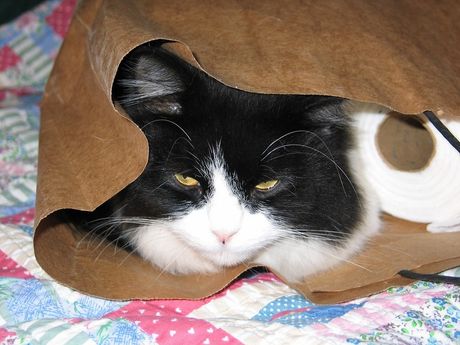 Učestalost velike nužde kod mačaka