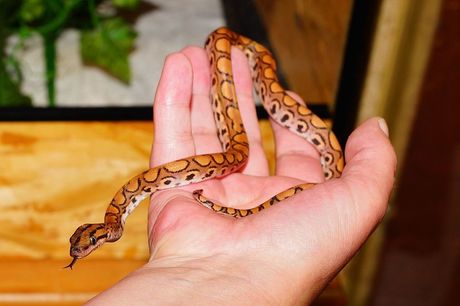 Utvrđivanje polova kod zmija