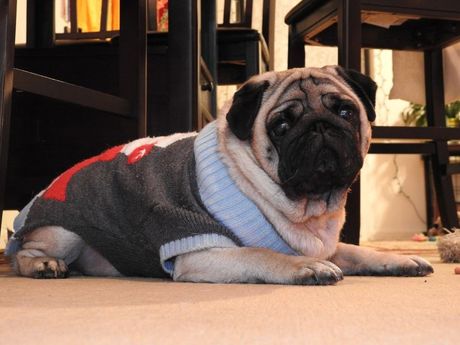 Rase pasa sa najneprijatnijim mirisom