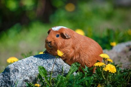 Maslačak u ishrani zamorca