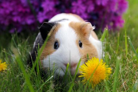 Maslačak u ishrani zamorca