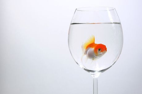 Top 5 najgorih kućnih ljubimaca