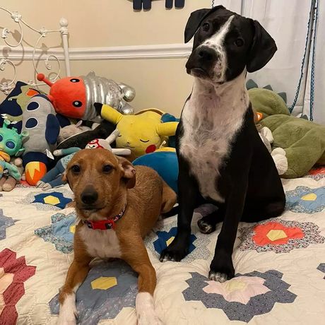 Pas iz skloništa Carlton spasio život još jednom štenetu uz hitno davanje krvi