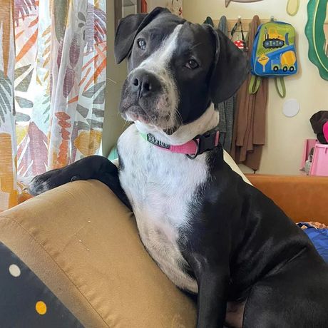 Pas iz skloništa Carlton spasio život još jednom štenetu uz hitno davanje krvi