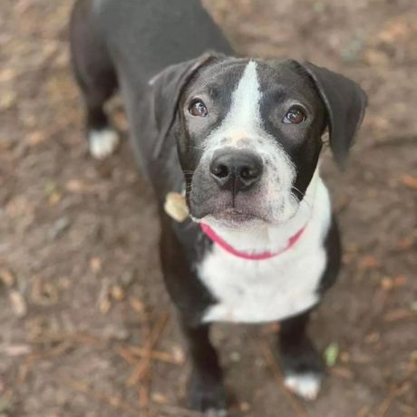 Pas iz skloništa Carlton spasio život još jednom štenetu uz hitno davanje krvi