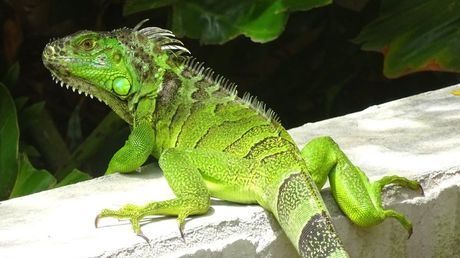 Top 5 najgorih kućnih ljubimaca