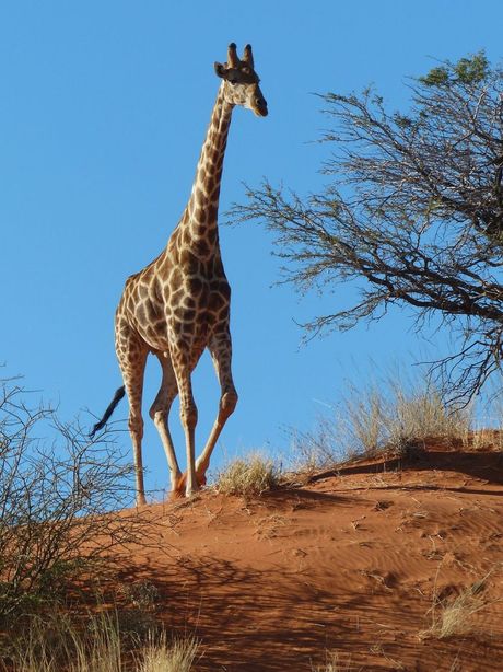 Svetski dan žirafa 21. jun