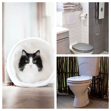 Navikavanje mačke na vlasnikov toalet