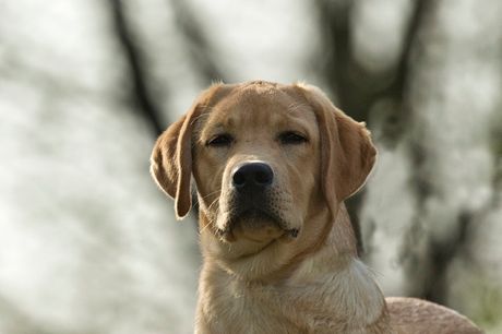 10 najljubomornijih rasa pasa