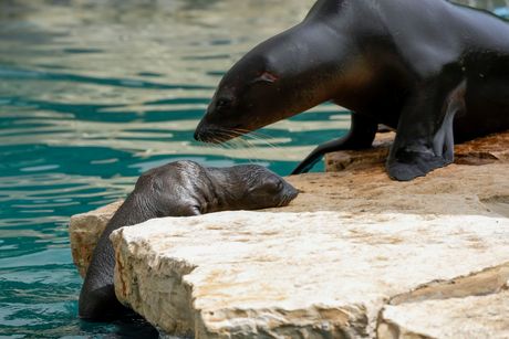 Beba morski lav, Italija