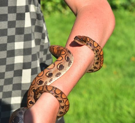 Da li zmije imaju emocije