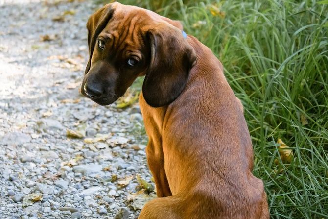 Pas i osećanje stida