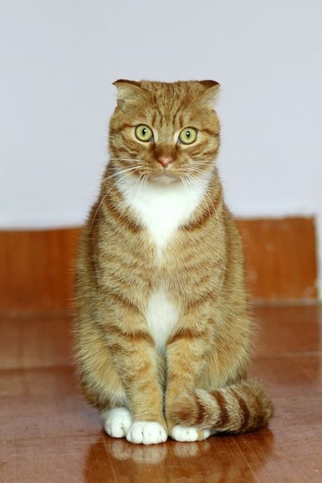 Mačka stajanje na zadnjim nogama