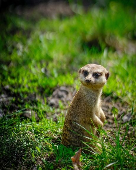 Mačka stajanje na zadnjim nogama