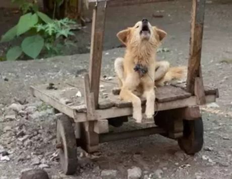 Novogvinejski pas pevač