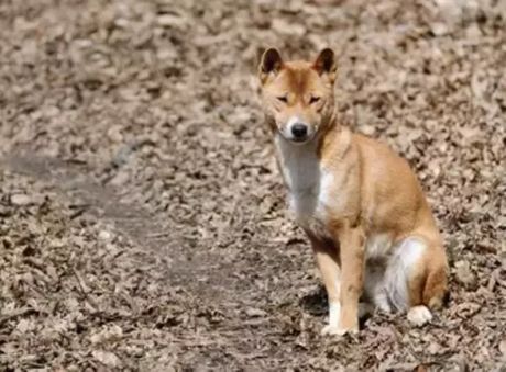 Novogvinejski pas pevač