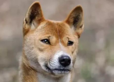 Novogvinejski pas pevač