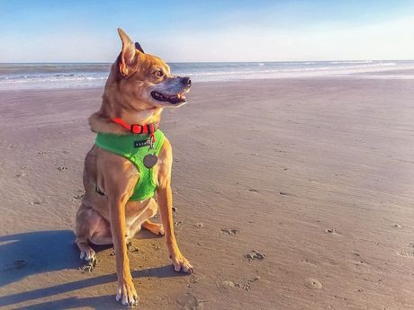 Pas na pet frendli plaži