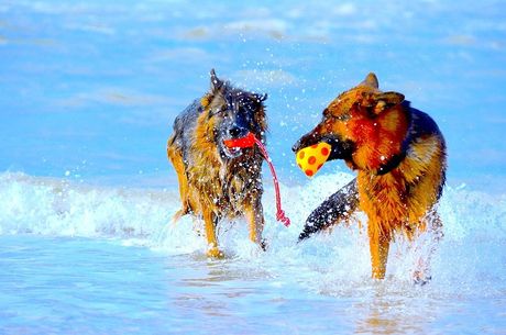 Pas na pet frendli plaži